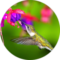 Pure Intention Avatar